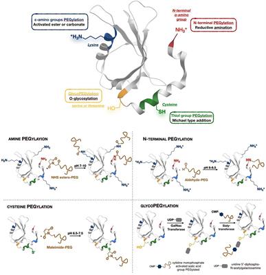 Nanosized Delivery Systems for Therapeutic Proteins: Clinically Validated Technologies and Advanced Development Strategies